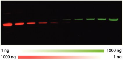 Actin-tubulin multiplex detection on Immobilon-FL membrane. Rabbit muscle actin (red) was detected using rabbit anti-actin 1<sup>o</sup>AB and QDot® 655 goat anti-rabbit 2<sup>o</sup>AB. Porcine brain tubulin (green) was detected using mouse anti-tubulin 1<sup>o</sup>AB and QDot 565 goat anti-mouse 2<sup>o</sup>AB. Sensitivities down to 7 ng were observed for both analytes. Data provided by Quantum Dot Corporation.